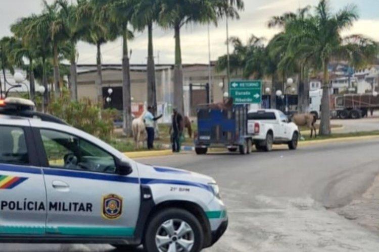 Prefeitura de Vitória de Santo Antão intensifica recolhimento de animais de grande porte nas ruas