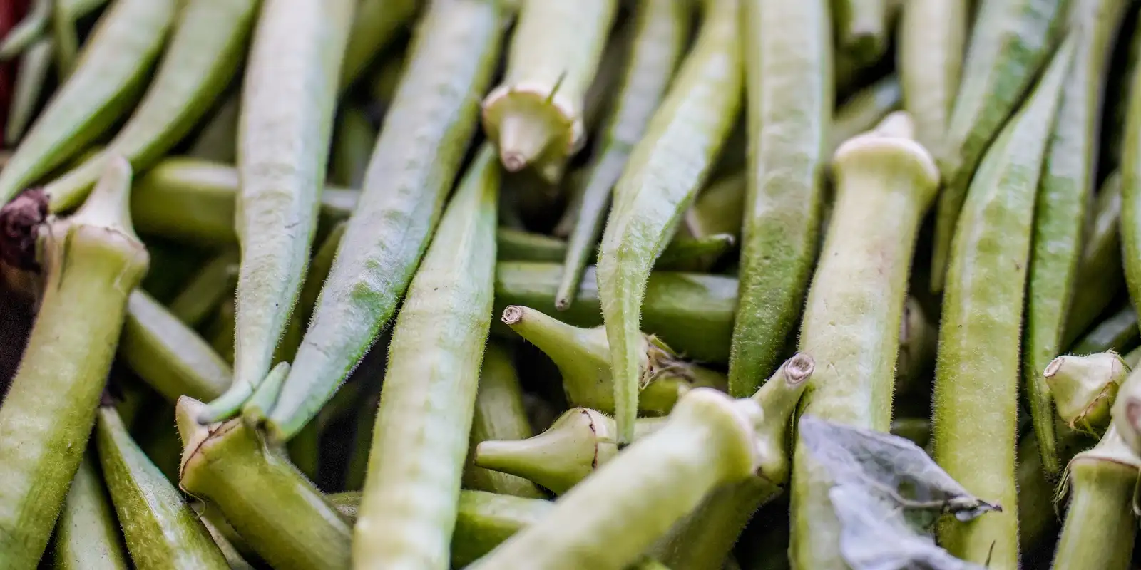 Garantia-Safra: confira a lista de agricultores que receberão o benefício em abril