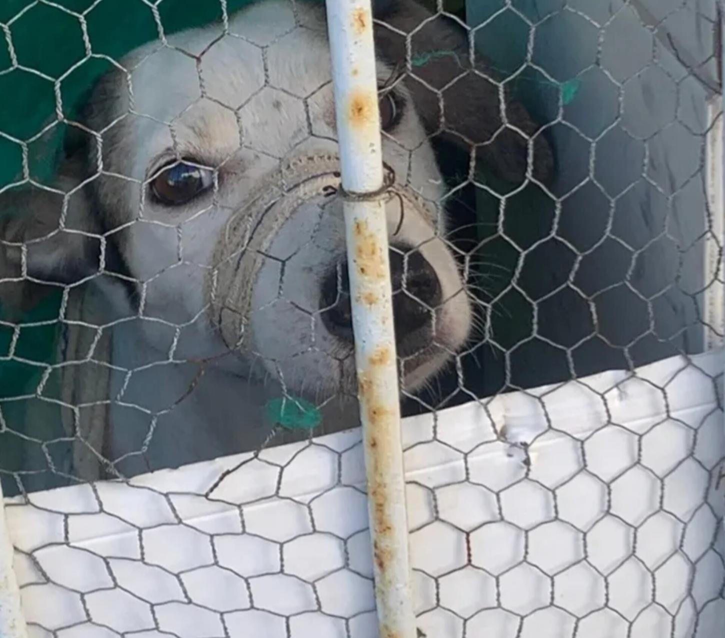 Homem é preso em flagrante por maus-tratos a animais em Vitória de Santo Antão