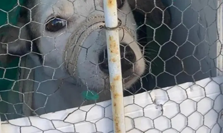 Homem é preso em flagrante por maus-tratos a animais em Vitória de Santo Antão